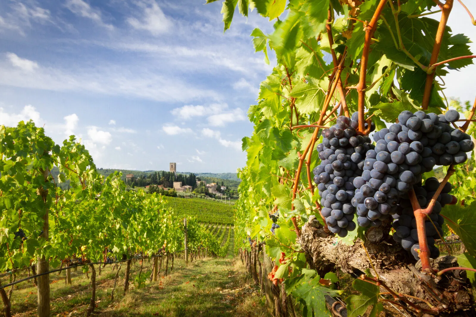 Filari del vigneto di Sangiovese in Chianti con grappoli maturi e paesaggio collinare